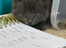 4 beautiful kittens