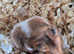 Frendy hamster
