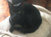 4yr castrated/chipped Bombay all black large cat for rural home used to cats.
