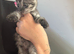 Black tabby silver kitten