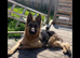 German Shepard x cane corso