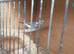 A pair of owl finches and a male bangalore for sale all together £120