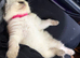 Ragdoll kittens for sale