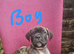 Cane corso X American bulldog