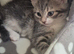 Beautiful kittens