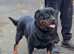 Stunning Female Available