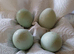 America pullets 16to18 weeks old