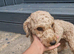 Adult Poochon Girl Apricot dwarf type