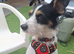 Jack russell x