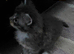 6 stunning Mainecoon babies
