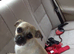 WANTED !!!!!! MALTI-PUG puppy