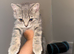Full breed British shorthair kitten available for his forever home