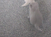 3 full British shorthair kittens