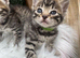FULL GINGER KITTENS AND GREY TABBY KITTENS TO RESERVE