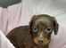 Miniature dachshund puppies