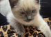 Ragdoll x Siamese female