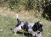KC Registered Show Type Cocker Spaniel Puppies
