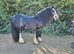 14hh cob gelding