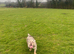 Exceptional English Bulldog Female &ndash; Lilac Merle Beauty!