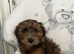 Cockapoo puppies