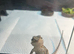 Baby Bearded Dragons – Captive Bred – Ready 27th July – £60