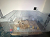 5 month old Syrian Hamster + Cage + accessories & supply of food