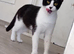 Cat to go to its forever home