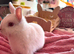 2x gorgeous Young Pure Bred Netherland Dwarf Bucks