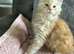 Maine coon kittens