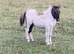 Shallowater Quasar - Registered Miniature Shetland Colt Foal