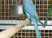 Blue ring neck parrot