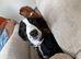 Pup for rehoming