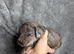 Merle Cockapoo puppies for sale