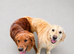 Ready to leave - 2 Kc Registered golden retriever boy pups!