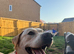 Gorgeous 12 month old male Labrador
