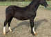 Welsh sec c colt