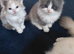 Persian x ragdoll 1 boy left
