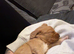 Ready now Cockapoo pups 1 girl, 1 boy left ready next week