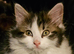 Last fluffy male kitten ready now