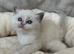 Beautiful ragdoll kittens