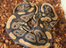 20x royal pythons different morphs