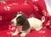 Just one piebald miniature dachshund girl left