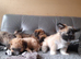 Lhasa-chon puppies for sale