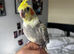 Very tame with large cage and accessories