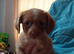 Shorchi puppies