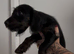 Dachshund puppy