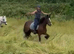Gorgeous 14.1h bay ride and drive cob mare
