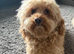 Adorable F1B Shihpoo puppies ready 09/08/26