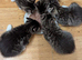 Silver tabby kittens £50