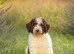 Spanish Water Dog RKC register
